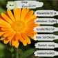 Bio Ringelblume Orange Samen