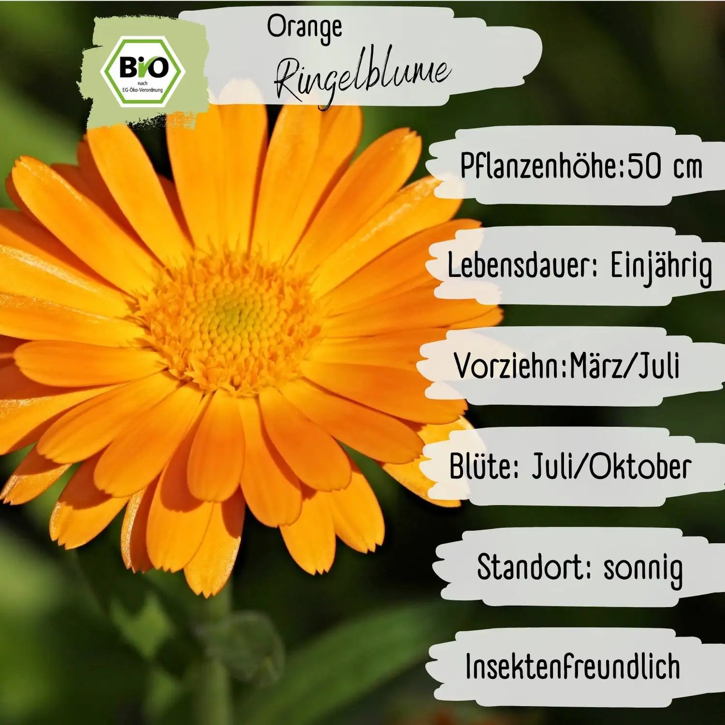 Bio Ringelblume Orange Samen