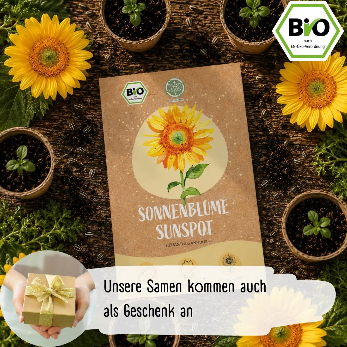 Bio Sonnenblume Sunspot Samen