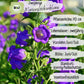 Bio Marienglockenblume Samen
