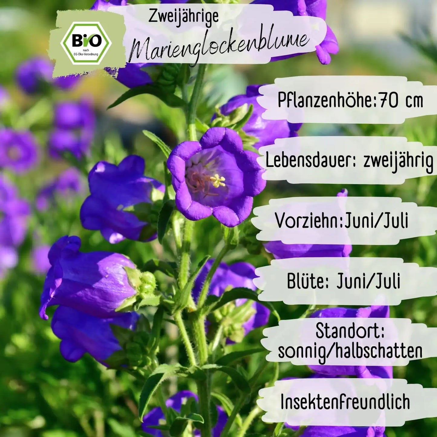 Bio Marienglockenblume Samen