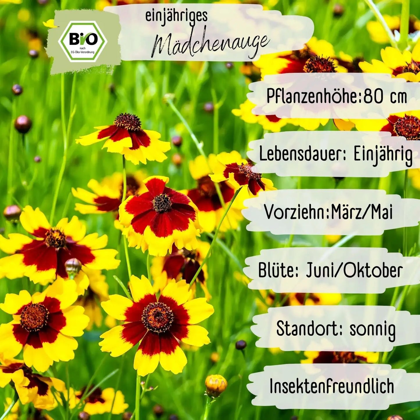 Bio Mädchenauge Samen