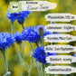 Bio Kornblume Blauer Junge Samen