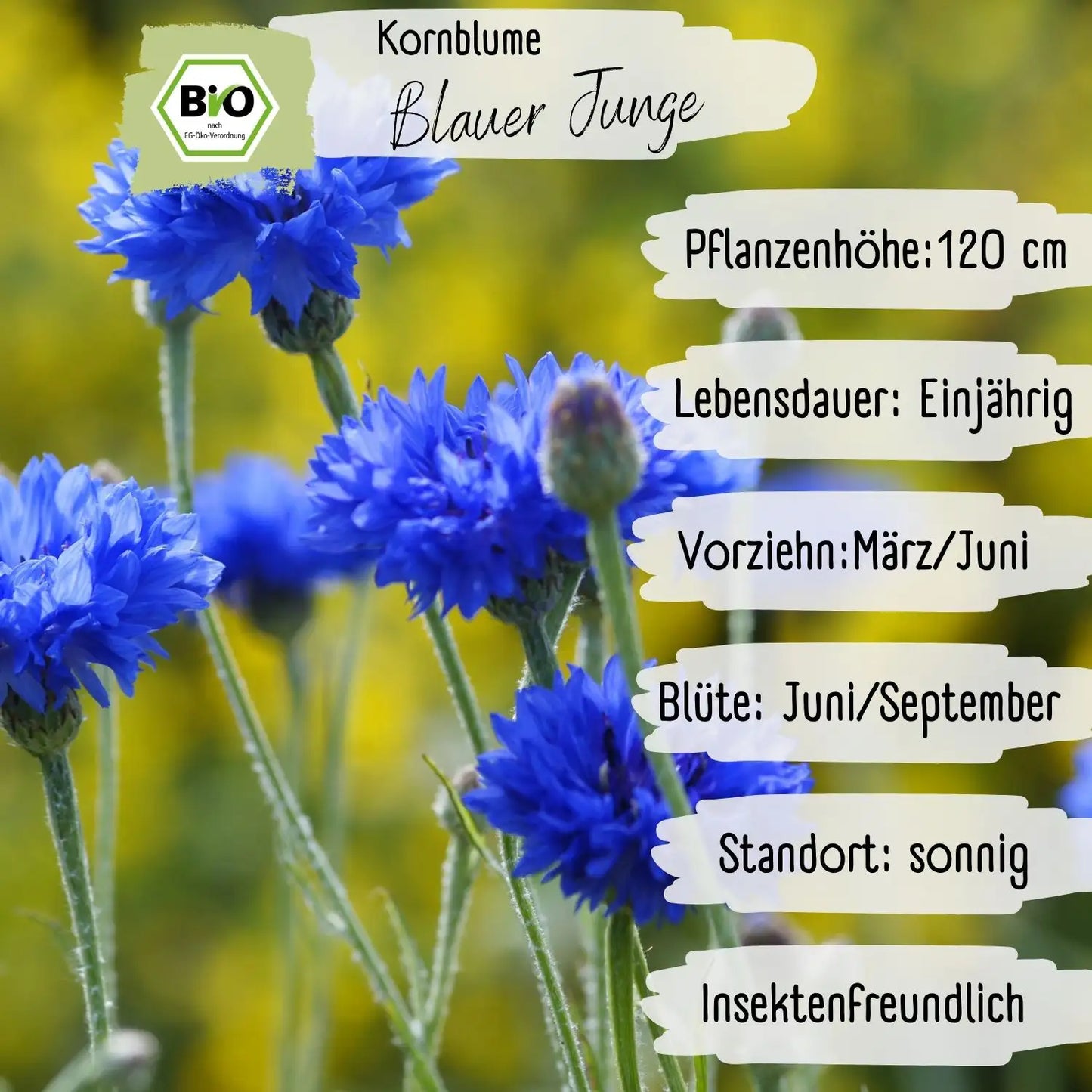 Bio Kornblume Blauer Junge Samen