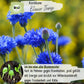 Bio Kornblume Blauer Junge Samen