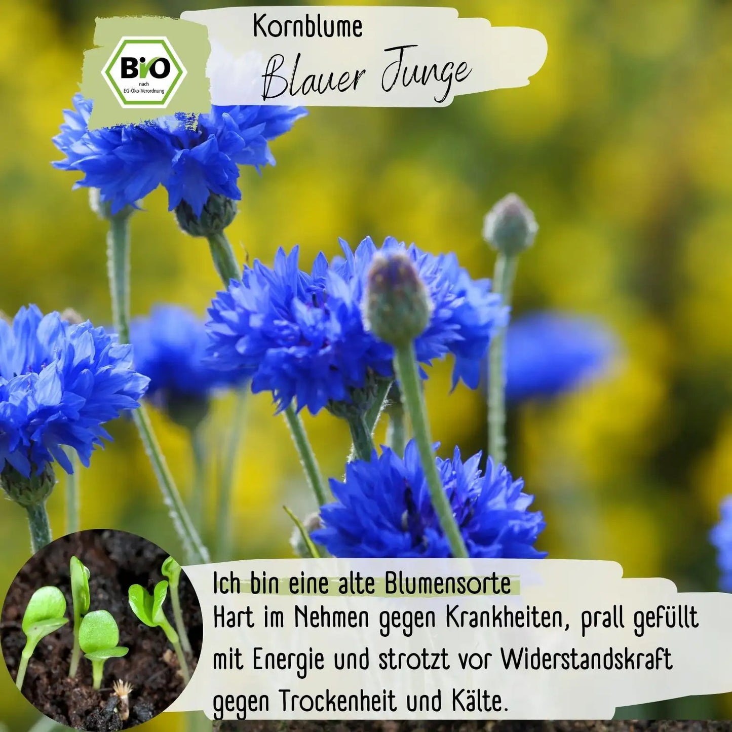 Bio Kornblume Blauer Junge Samen