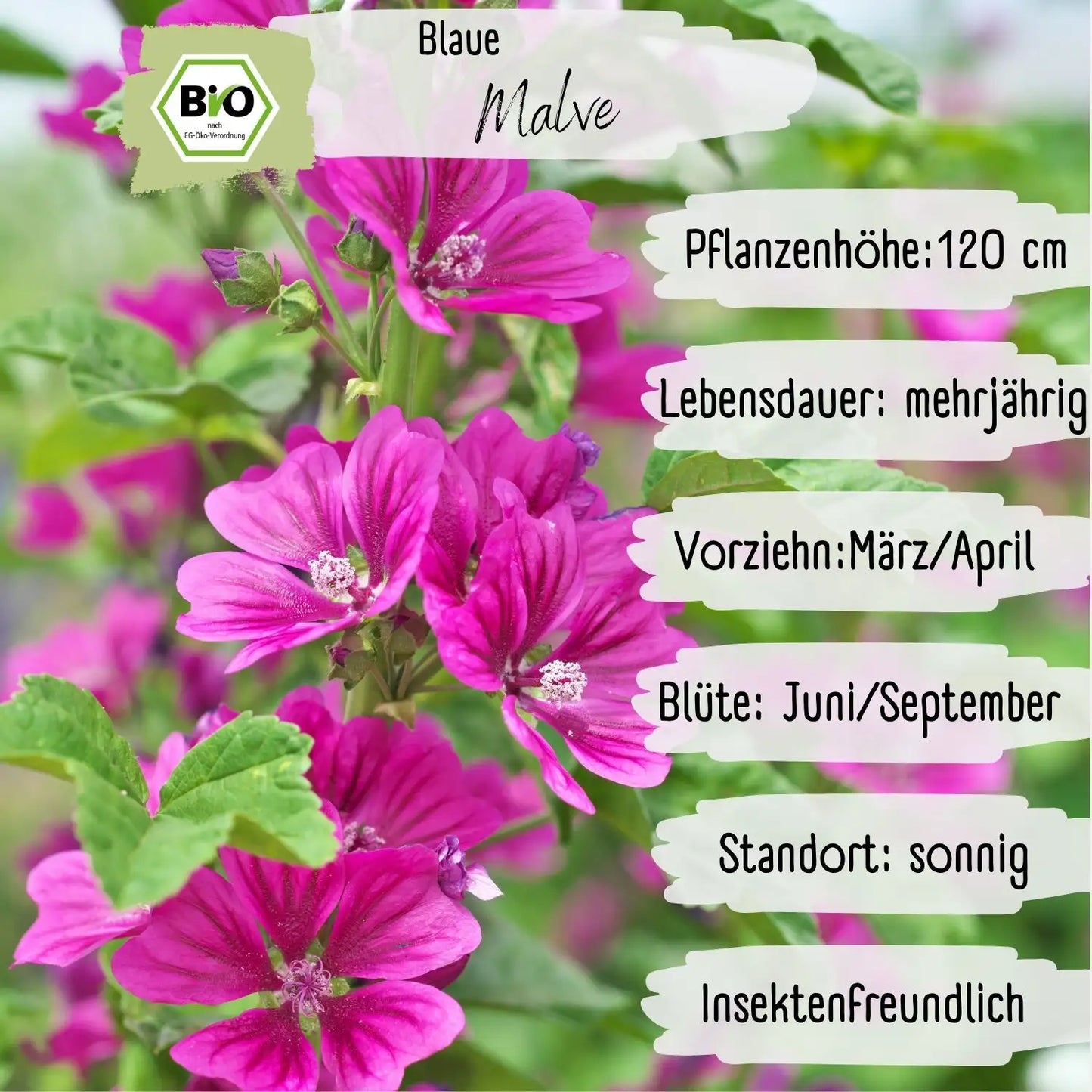 Bio Blaue Malve Samen
