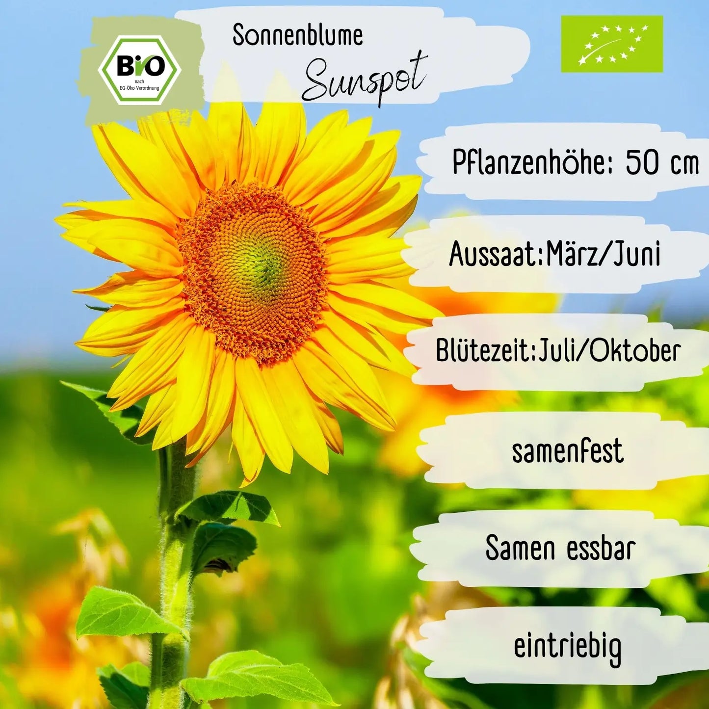 Bio Sonnenblume Sunspot Samen