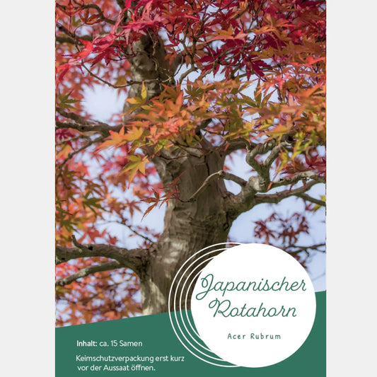Japanische Rotahorn Samen