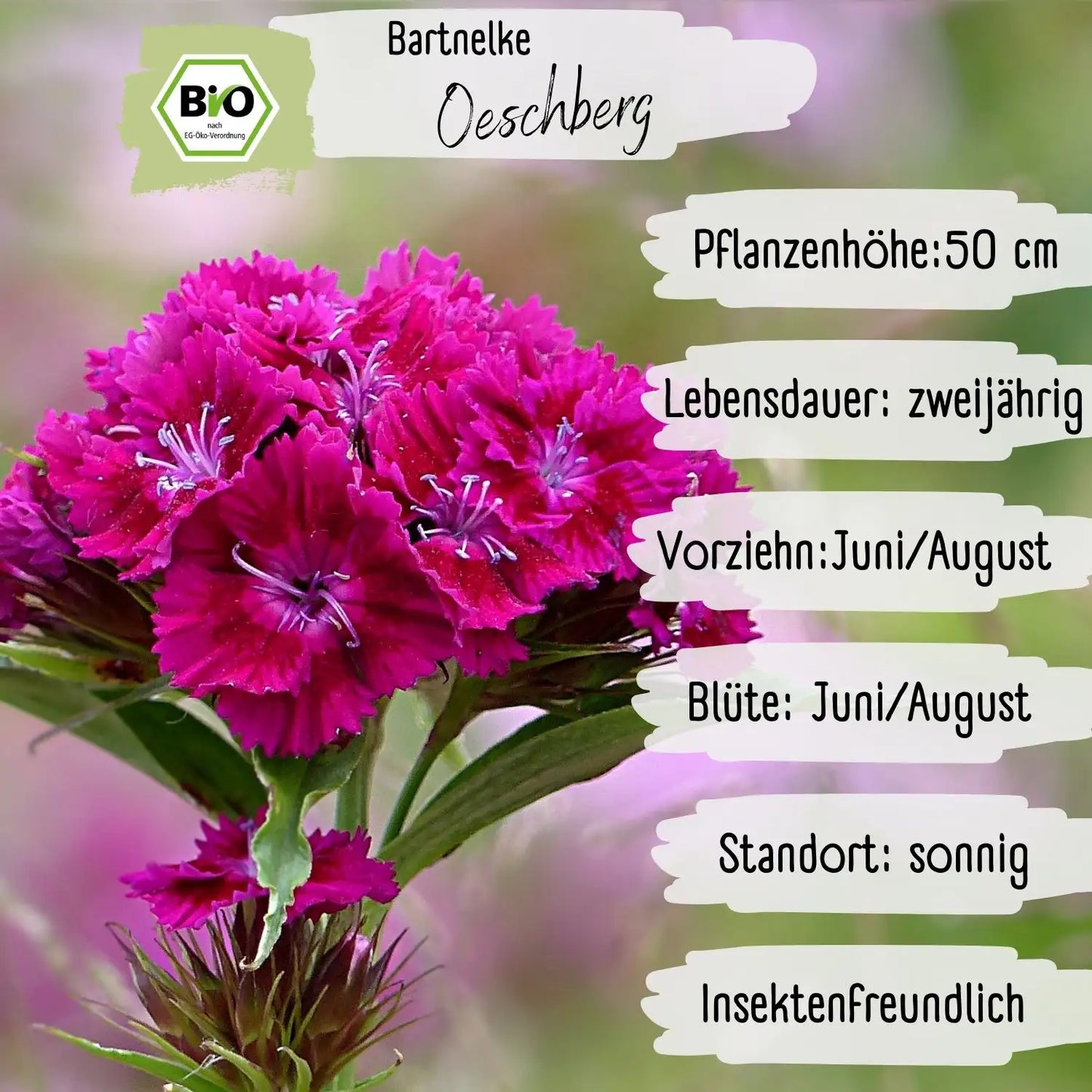 Bio Bartnelke Oeschberg Samen
