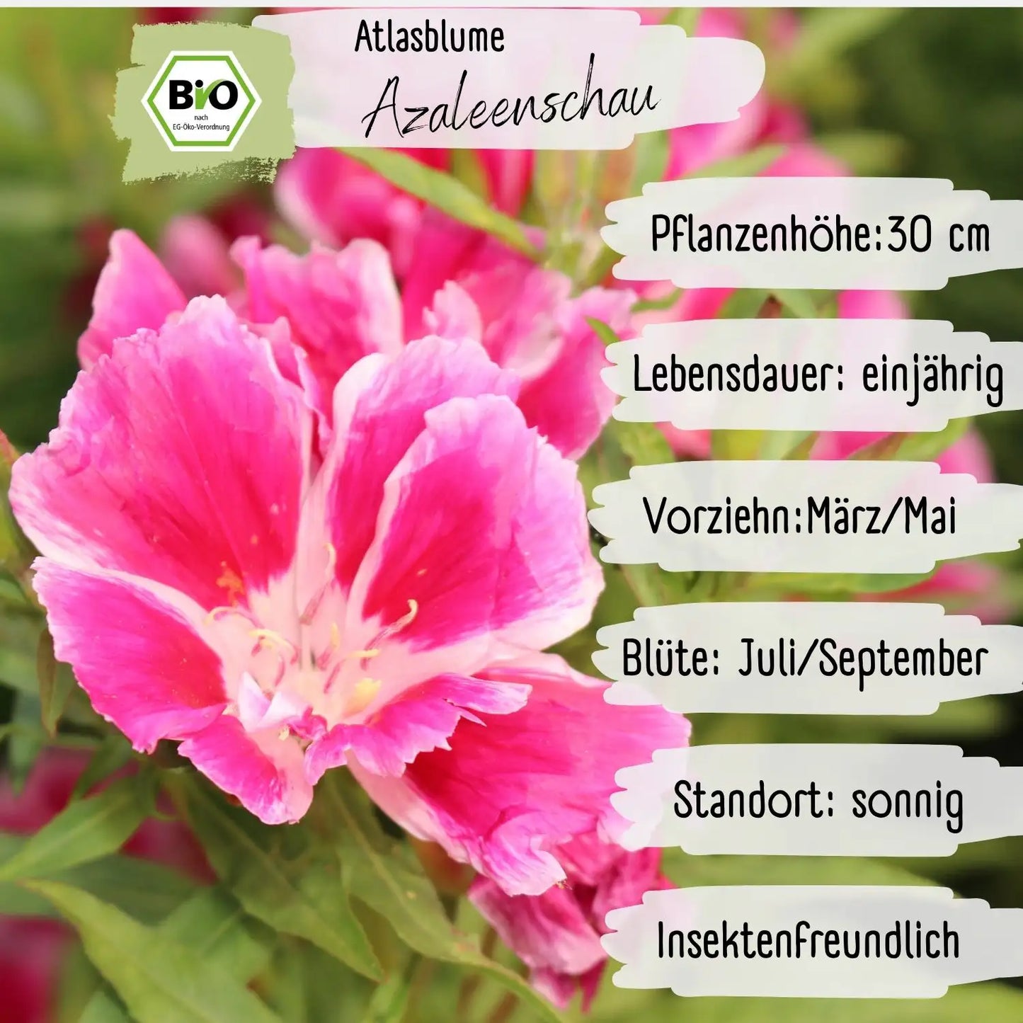Bio Atlasblume Azaleenschau Samen
