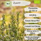 Bio Rosmarin Samen