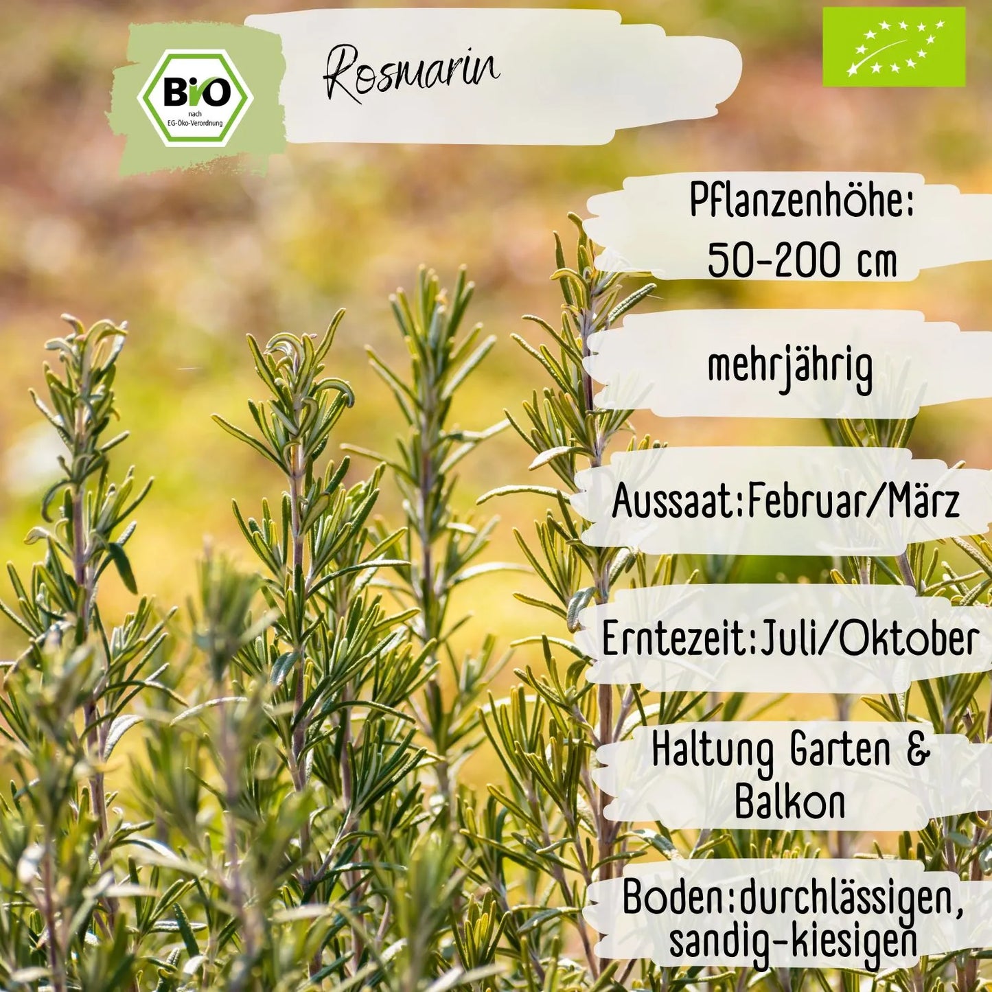 Bio Rosmarin Samen