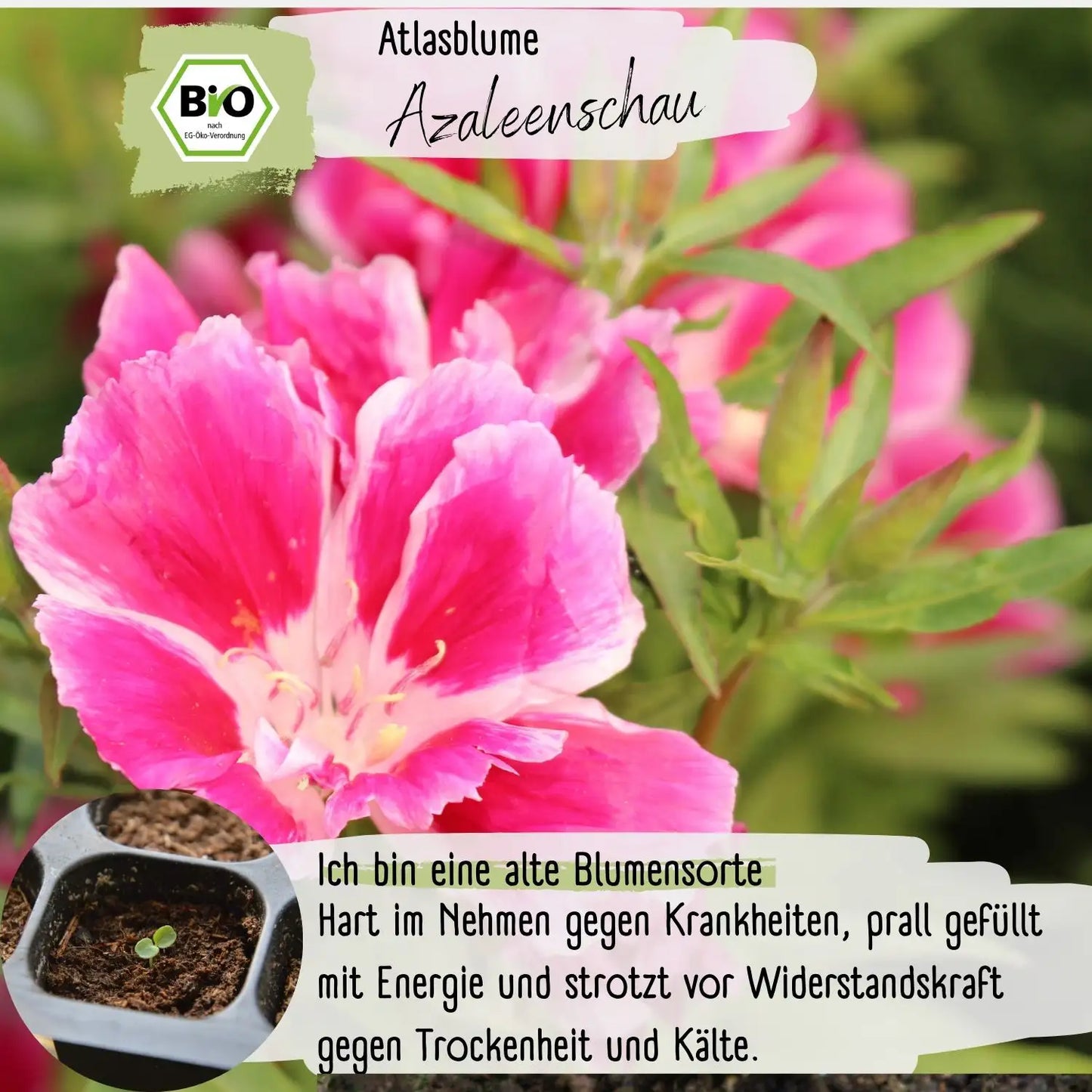 Bio Atlasblume Azaleenschau Samen