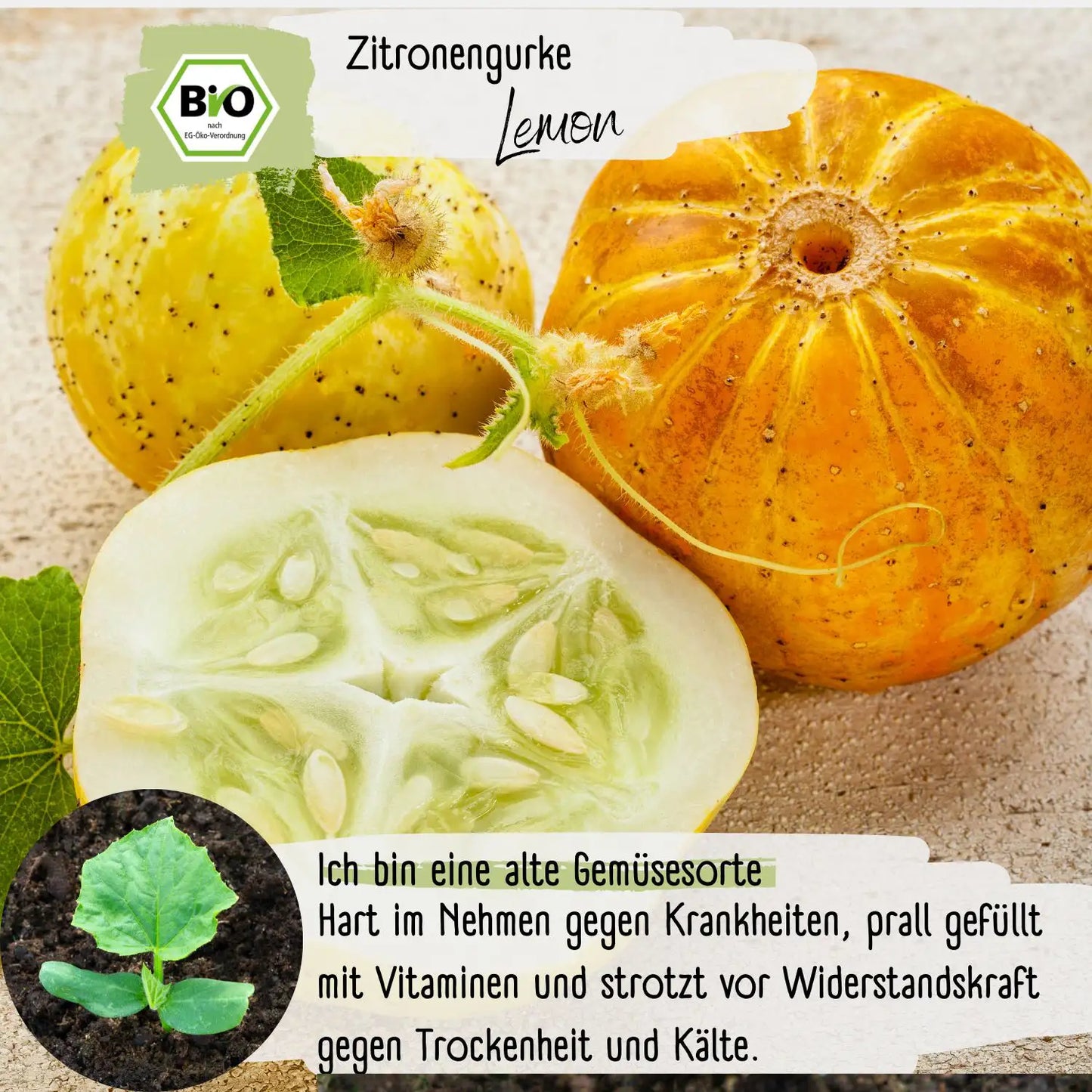 Bio Zitronengurke lemon Samen