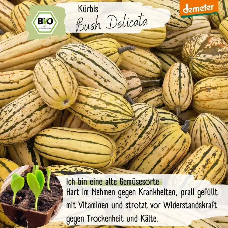 Kürbis Bush Delicata Samen Demeter-zertifiziert Kürbis Bush Delicata Samen Demeter-zertifiziert