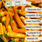 Demeter Paprika Tequila Sunrise Samen