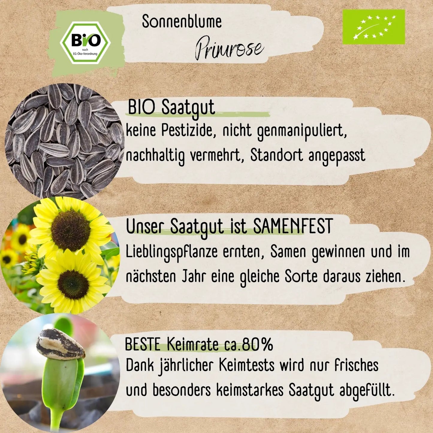 Bio Sonnenblume Primrose Samen