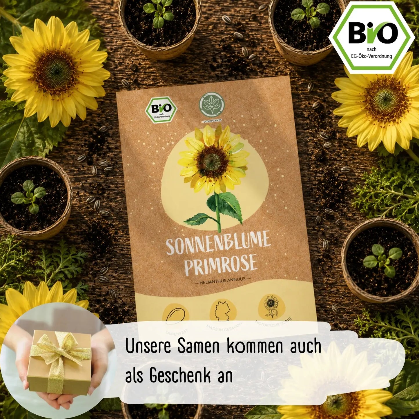 Bio Sonnenblume Primrose Samen