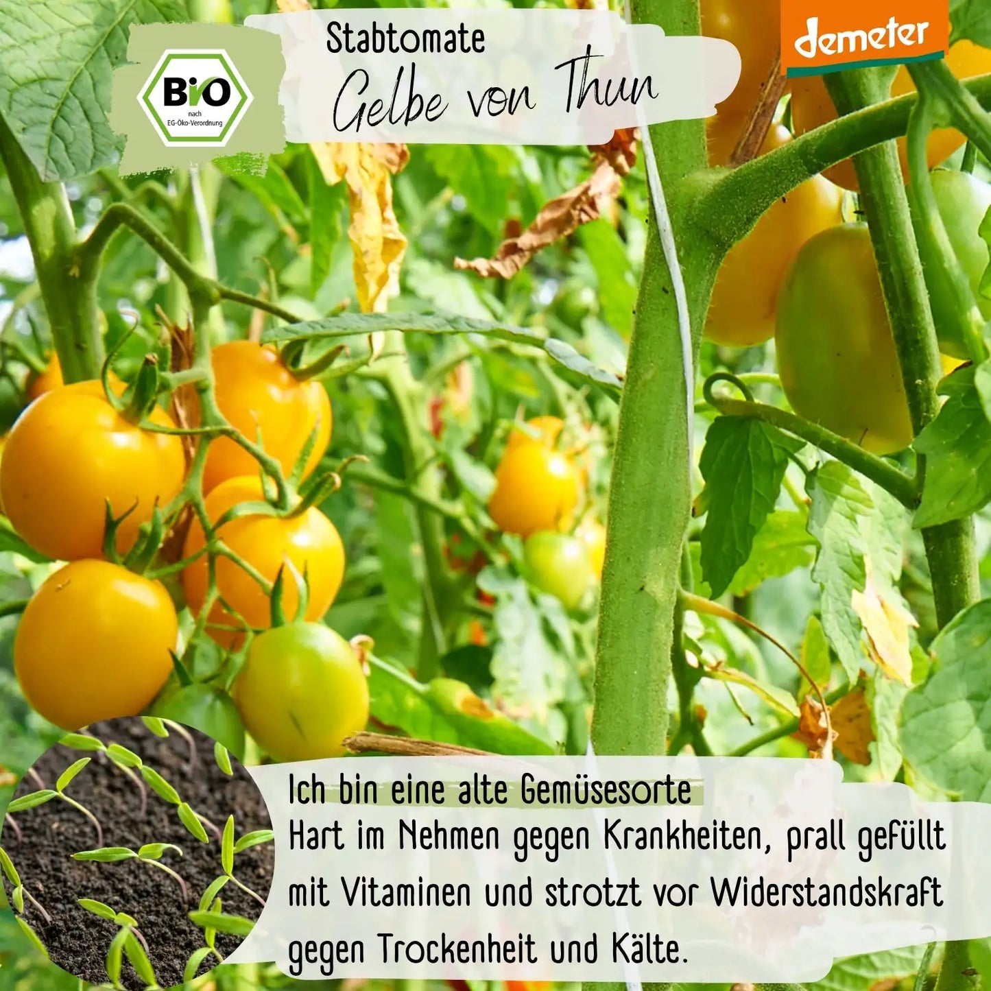 Demeter Gelbe von Thun Tomaten Samen