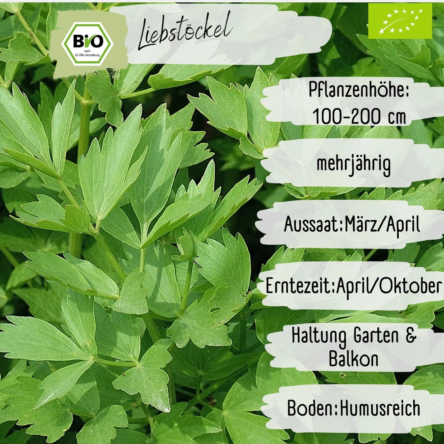 Bio Liebstöckel Samen
