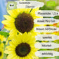 Bio Sonnenblume Primrose Samen