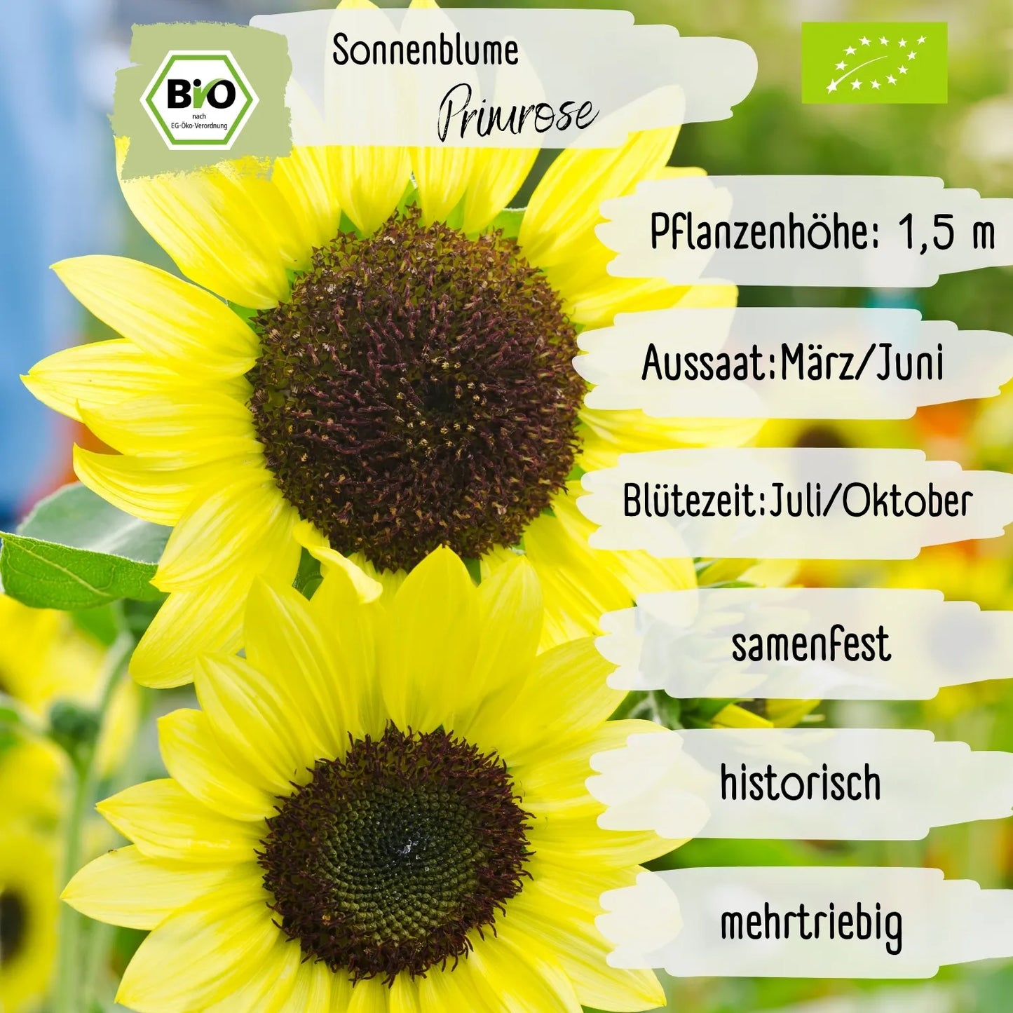 Bio Sonnenblume Primrose Samen