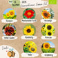 Dein 8 Bio Sonnenblumensamen Set