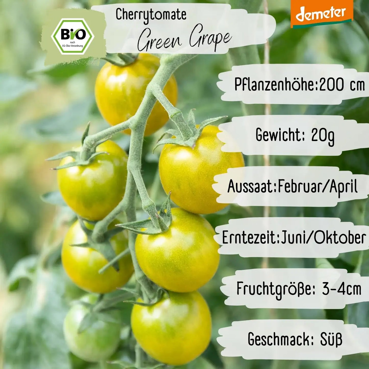 Demeter Green Grape Tomaten Samen