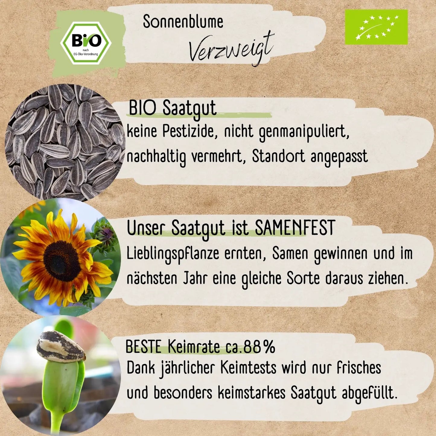Bio Sonnenblume Verzweigt Samen