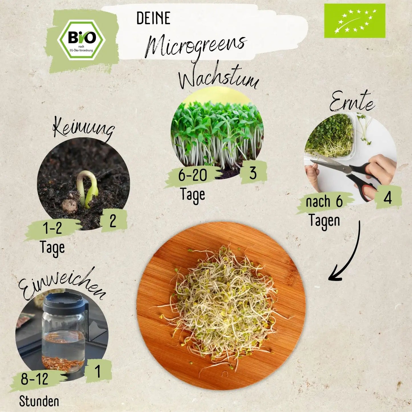 Dein 5 Bio Sprossen Anzuchtset