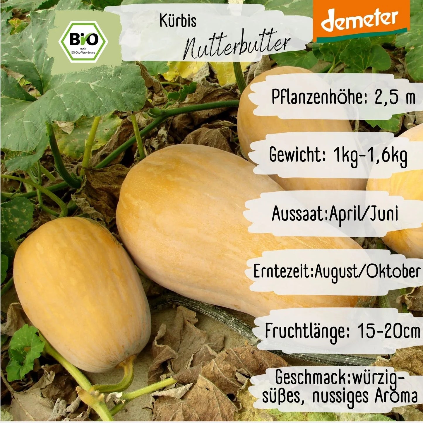 Demeter Kürbis Nutterbutter Samen