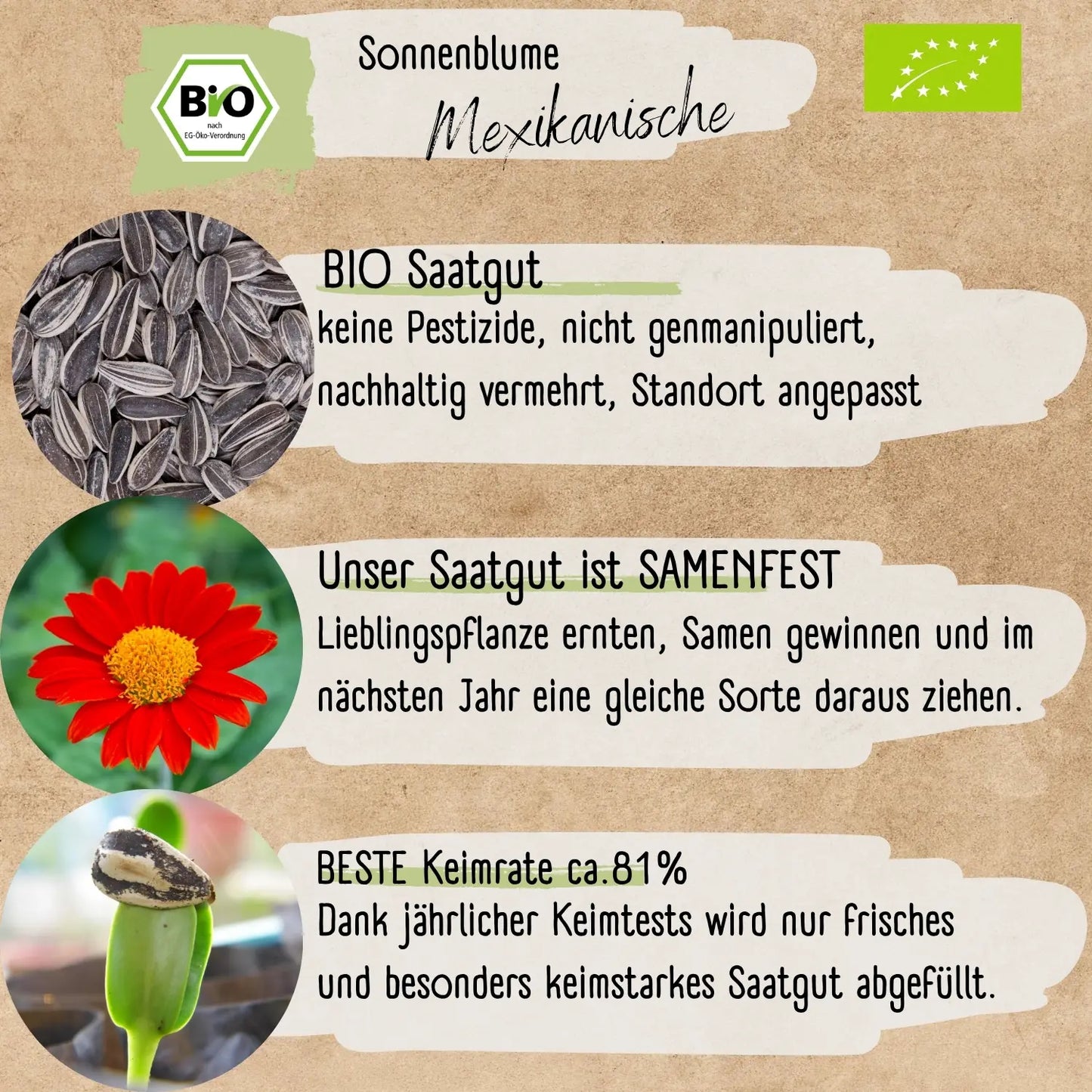Bio Mexikanische Sonnenblume Samen