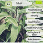 Bio Salbei Samen
