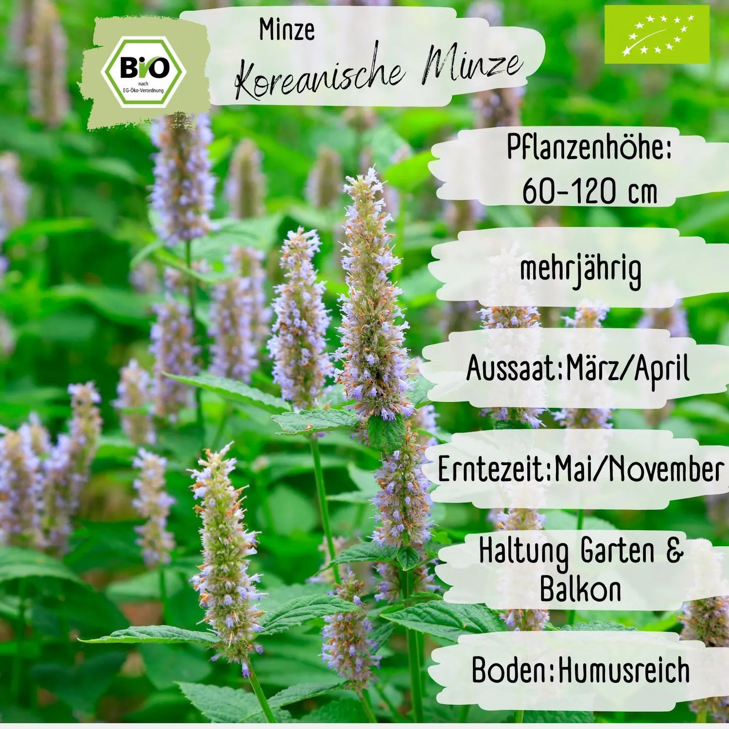 Bio Koreanische Minze Samen