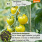 Demeter Green Grape Tomaten Samen