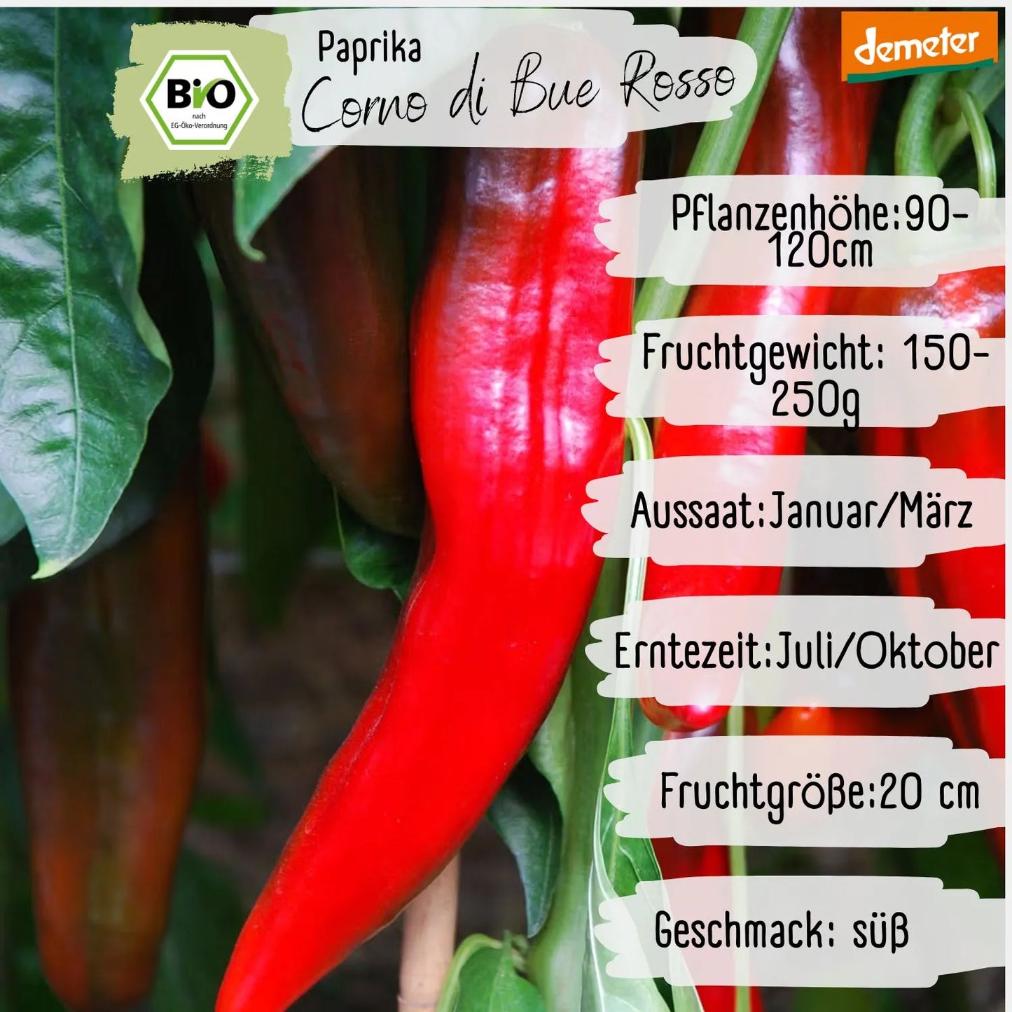 Bio Paprika Corno di bue Rosso Samen