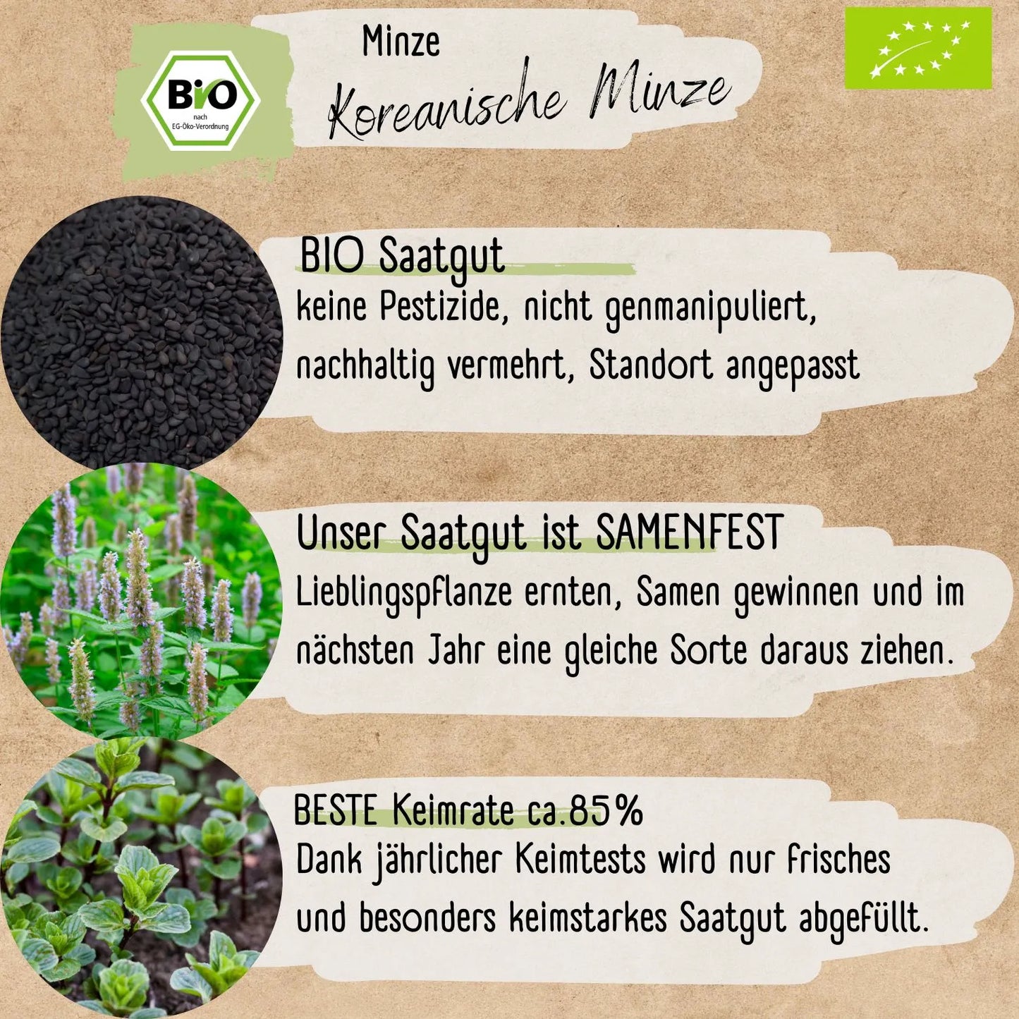 Bio Koreanische Minze Samen