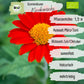 Bio Mexikanische Sonnenblume Samen