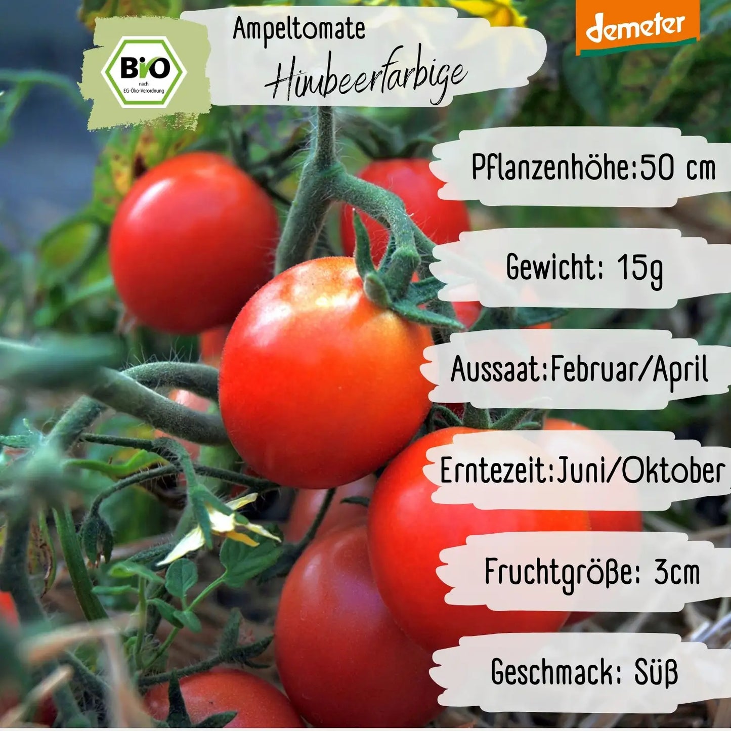 Demeter Himbeerfarbige Ampeltomate Tomaten Samen