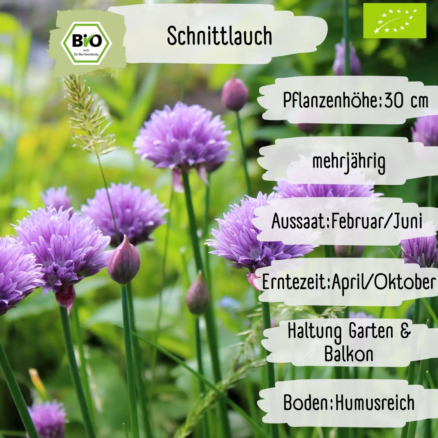 Bio Schnittlauch Samen
