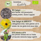 Bio kleinblütige Sonnenblumen Samen
