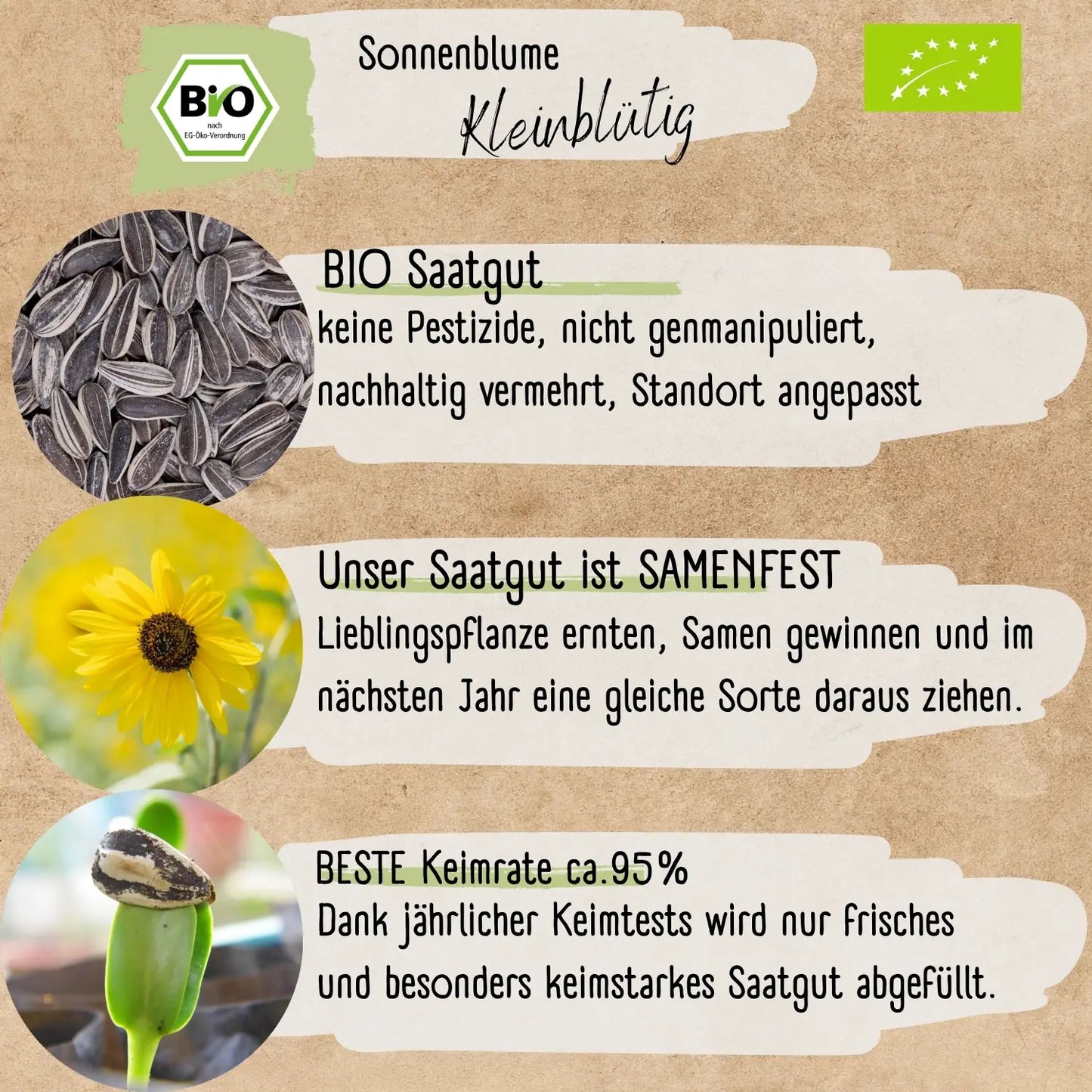 Bio kleinblütige Sonnenblumen Samen