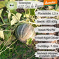 Demeter Zuckermelone Rennes Samen