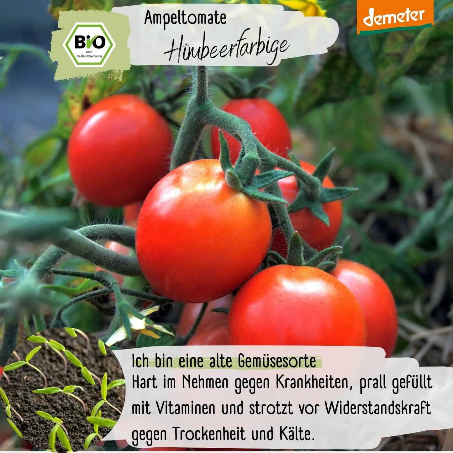 Demeter Himbeerfarbige Ampeltomate Tomaten Samen