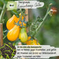 Bio Cherrytomate Birnenförmige Gelbe Samen