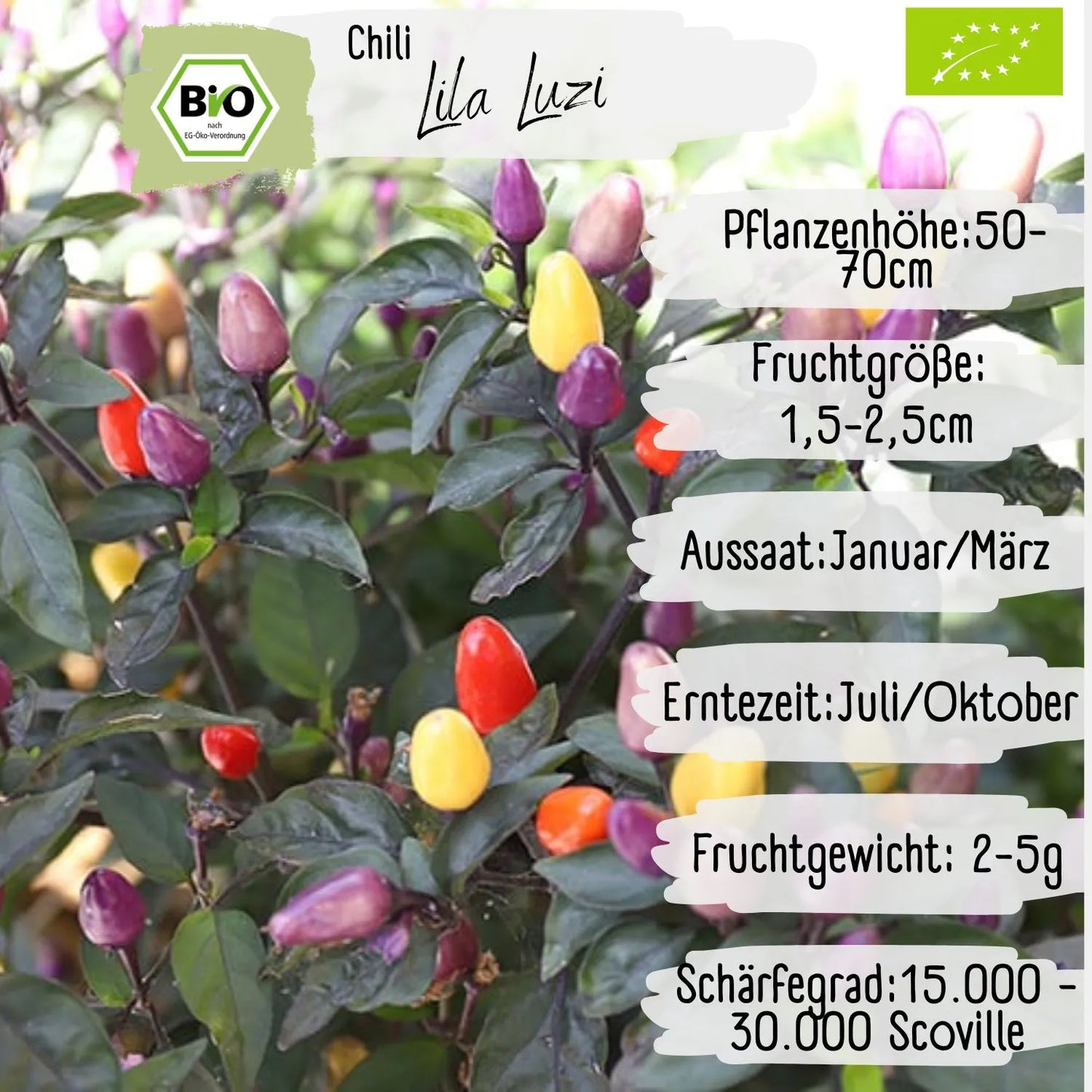 Bio Lila Luzi Samen