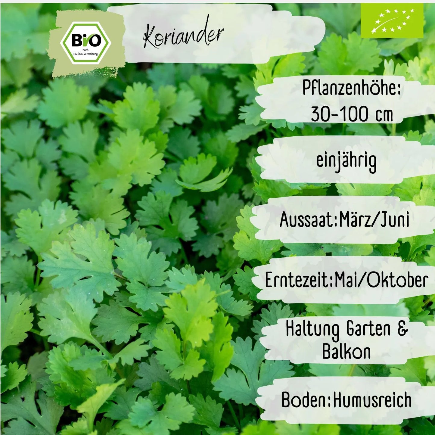 Bio Koriander Samen