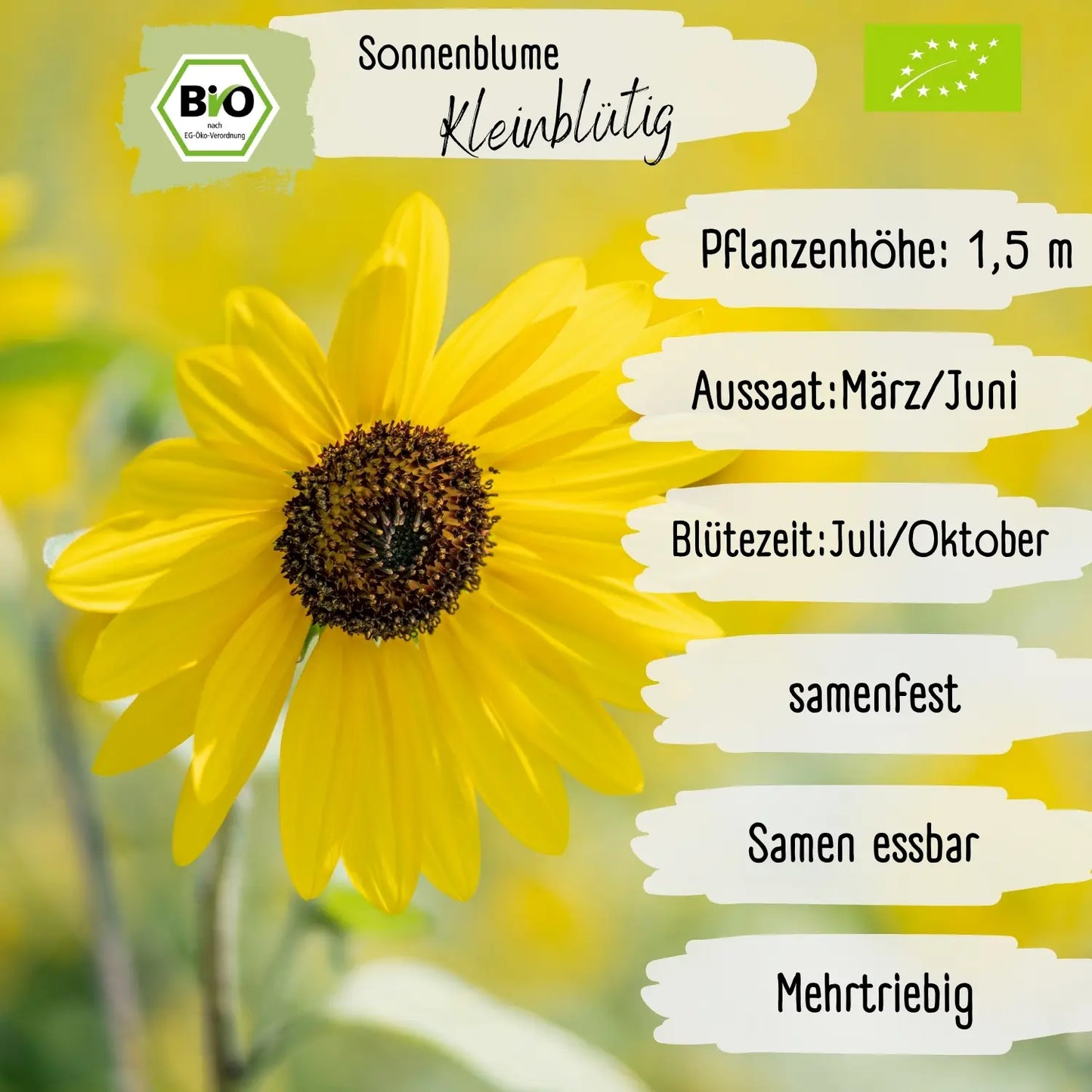 Bio kleinblütige Sonnenblumen Samen