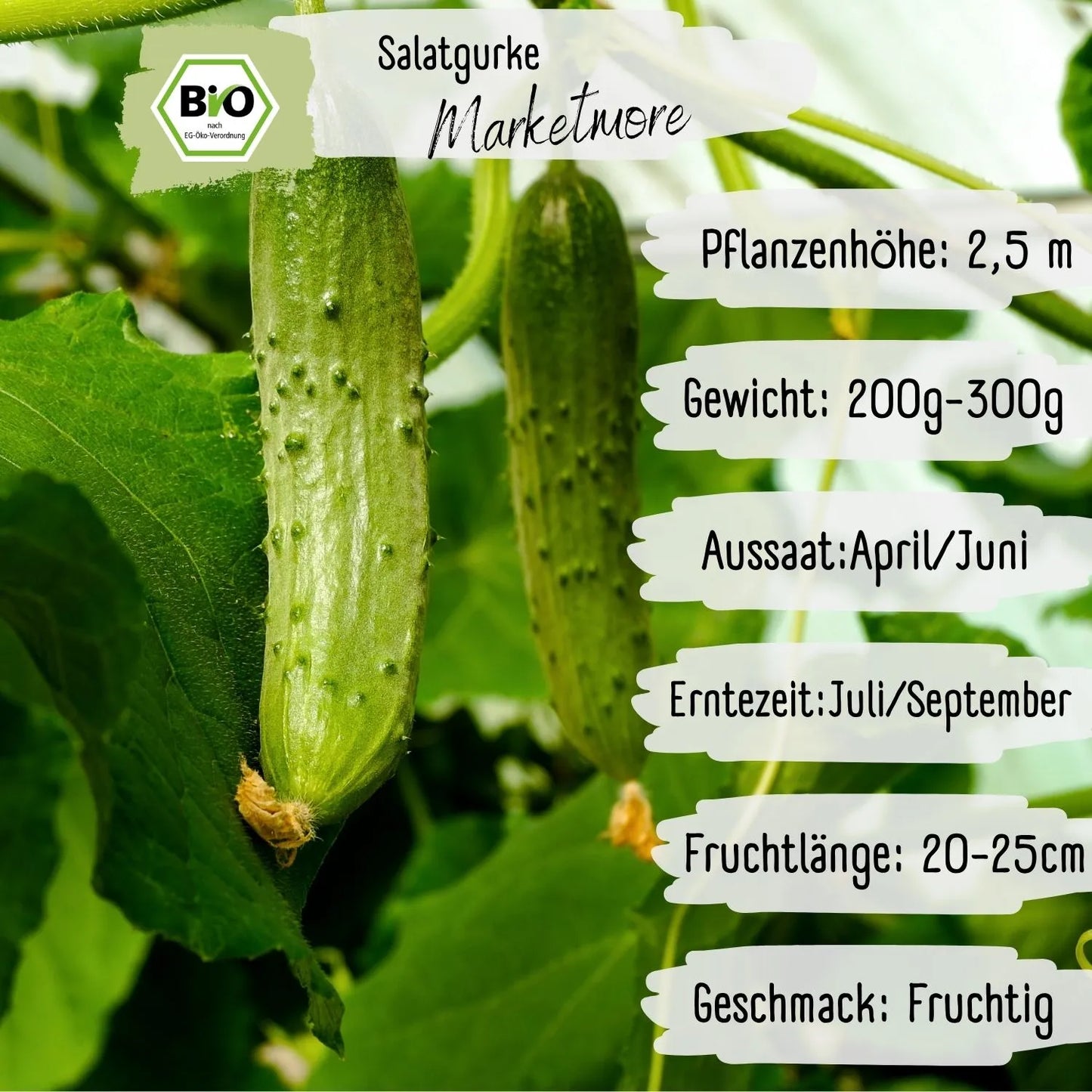 Bio Salatgurke Marketmore Samen